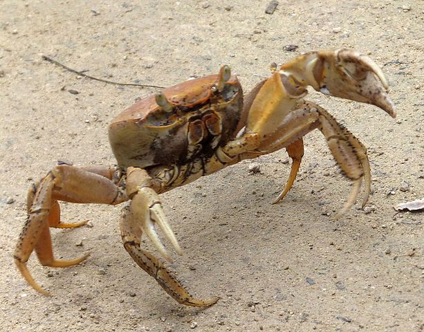 Land crab